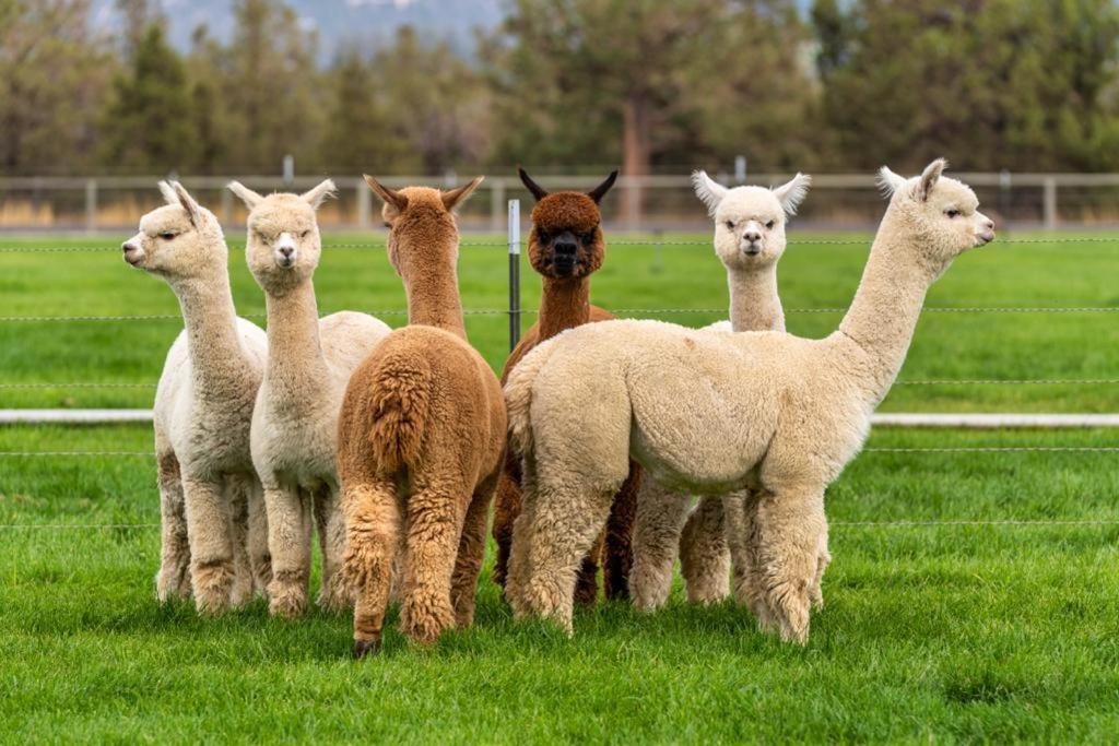 Alpaca Farm And B&B - Mama Adama Grândola 外观 照片